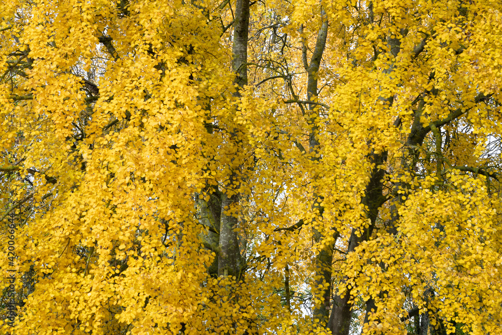 Autumn in the forest.