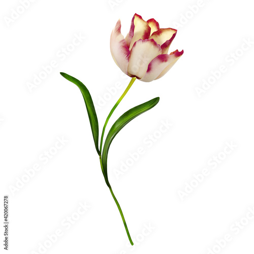 tulip isolated on white background. Spring Flower.