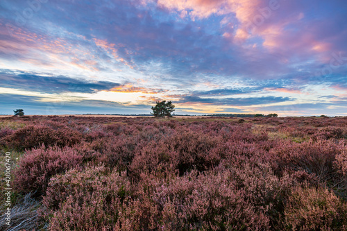 Colorful sunset at moorland landscape national park the Hoge Veluwe