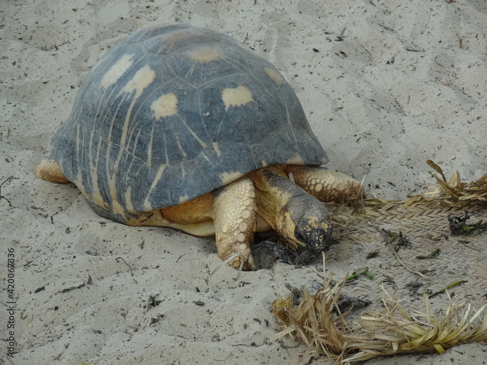 Obraz premium Radiated tortoise (Astrochelys radiata) walking on a sandy beach (Morondava, Madagascar)