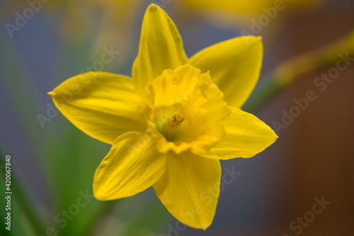 the close-up of a beautiful yellow daffodil or narcissus