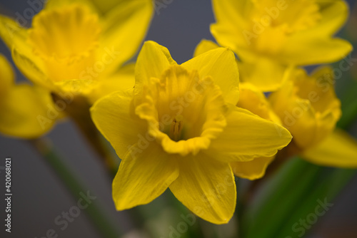 Fototapeta Naklejka Na Ścianę i Meble -  the close-up of a beautiful yellow daffodil or narcissus