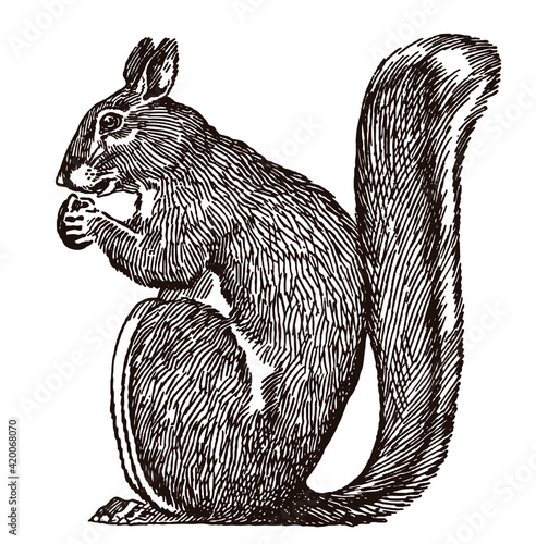 Sitting squirrel sciurus in profile side view, holding a nut, after an antique illustration