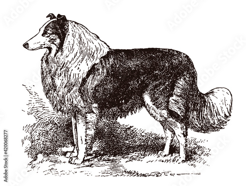 Standing rough collie in side view, after an antique illustration
