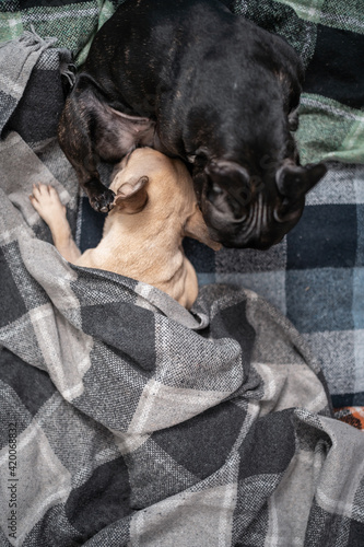 couple cute french bulldog dog playing on sofa with plaid and licking at home