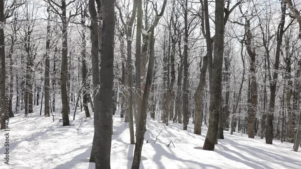 Sunny day at forest covered in snow. Little snow flakes falling from the trees. Sunny day at forest covered in snow. Little snow flakes falling from the trees.