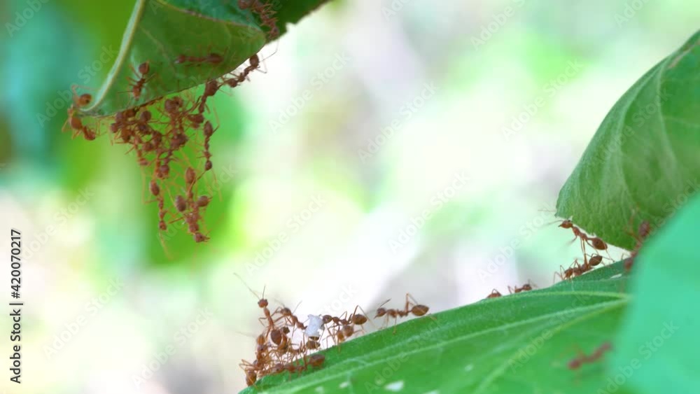 Ant action standing.Ant bridge unity team, Concept team work together
Ant action standing.Ant bridge unity team, Concept team work together