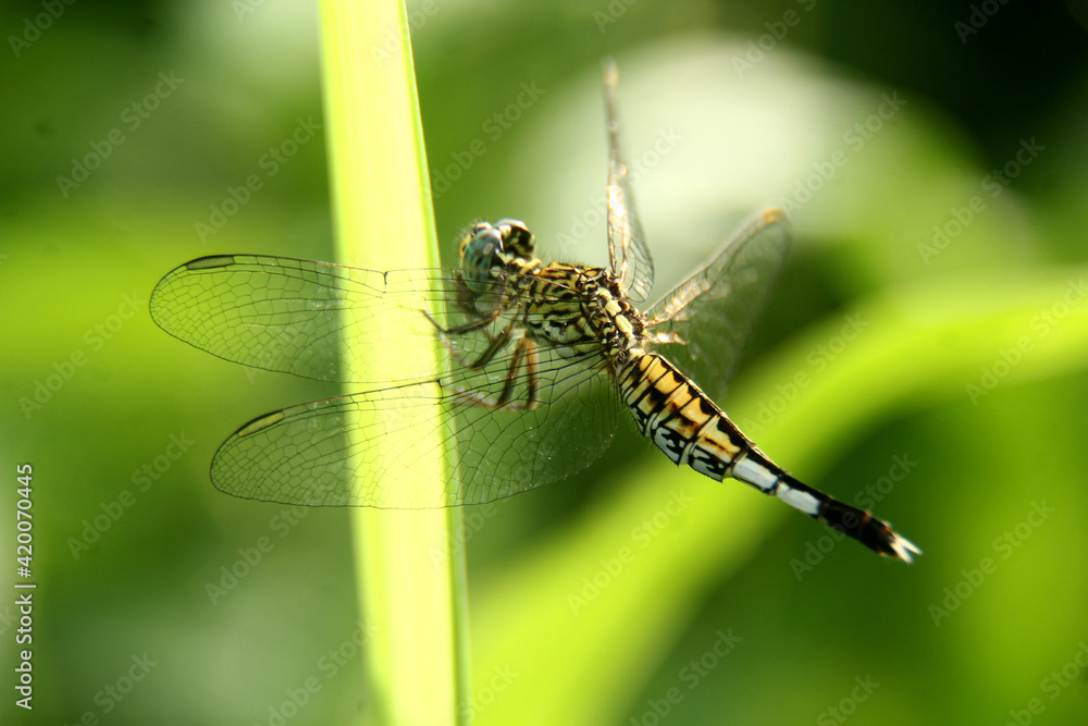 dragonfly indonesia