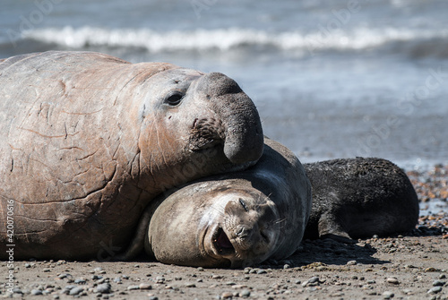 Elephant seal couple mating, Peninsula Valdes, Patagonia, Argentina