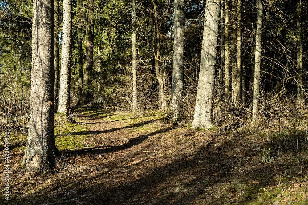 Fototapeta premium sunny old forest with tree trunks and stomps in spring