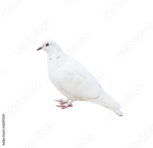 A pigeon, isolated on white background