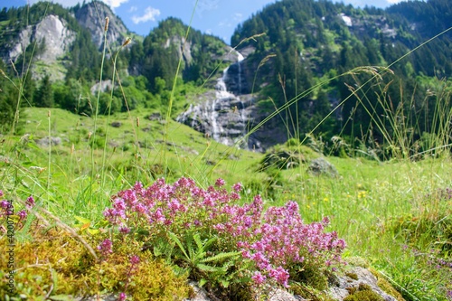 Beautiful blooming thymus flower in the mountain meadow scenery.