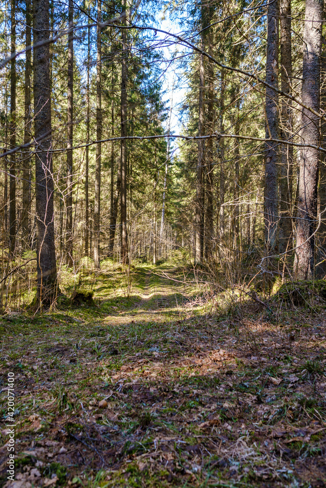Fototapeta premium sunny old forest with tree trunks and stomps in spring