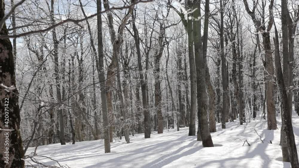 Sunny day at forest covered in snow. Little snow flakes falling from the trees. Sunny day at forest covered in snow. Little snow flakes falling from the trees.