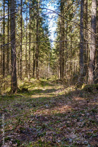 sunny old forest with tree trunks and stomps in spring