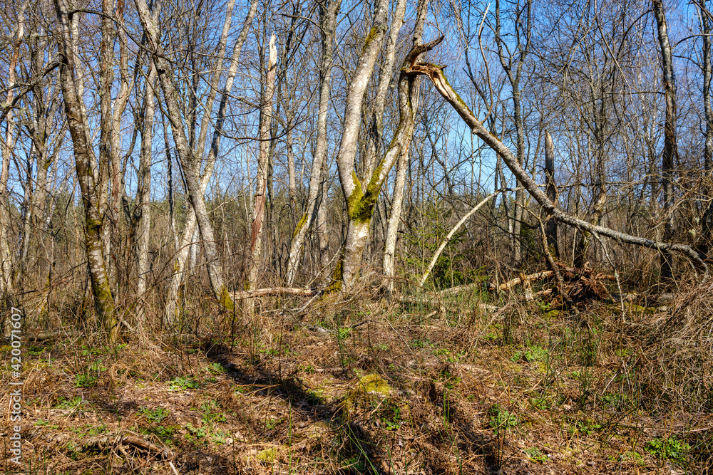 sunny old forest with tree trunks and stomps in spring
