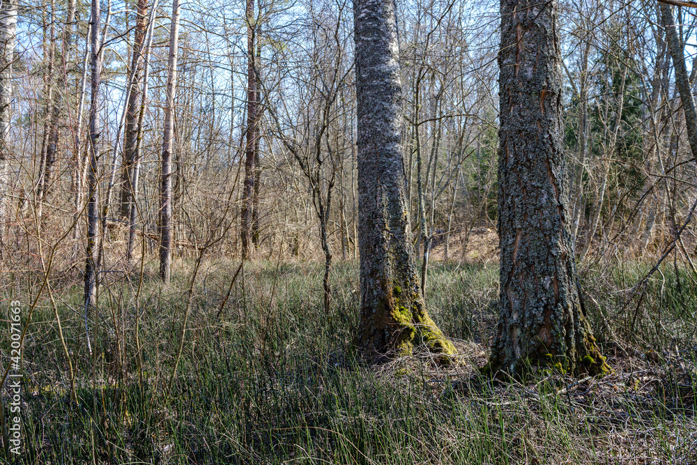 sunny old forest with tree trunks and stomps in spring sunny old forest with tree trunks and stomps in spring