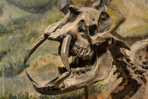 Fossil skull of extinct Astrapotherium magnum, Patagonia, Argentina.