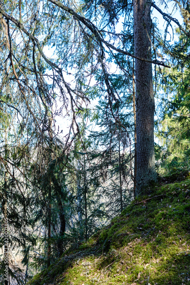 sunny old forest with tree trunks and stomps in spring sunny old forest with tree trunks and stomps in spring