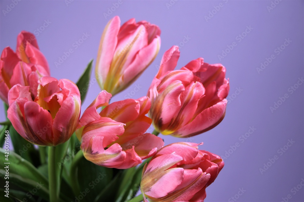 Obraz premium Close-up of pink tulips on a natural lilac background