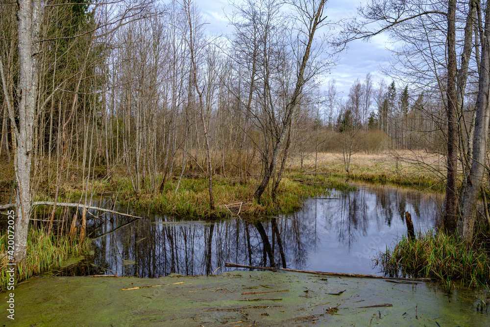 countryside forest river with blue water and rocks on the shore countryside forest river with blue water and rocks on the shore