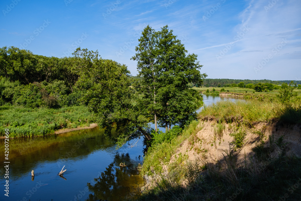 scenic summer river view in forest with green foliage tree leaf and low water