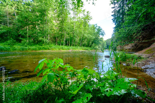 scenic summer river view in forest with green foliage tree leaf and low water © Martins Vanags