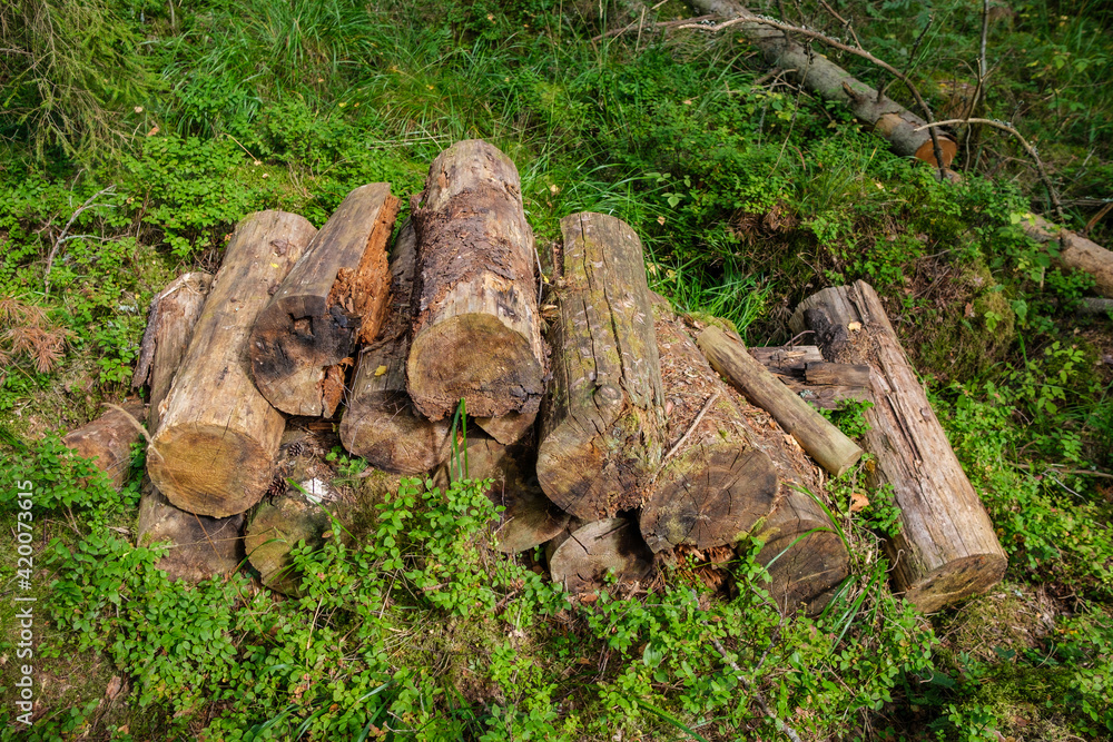 pile of old log wood in countryside pile of old log wood in countryside