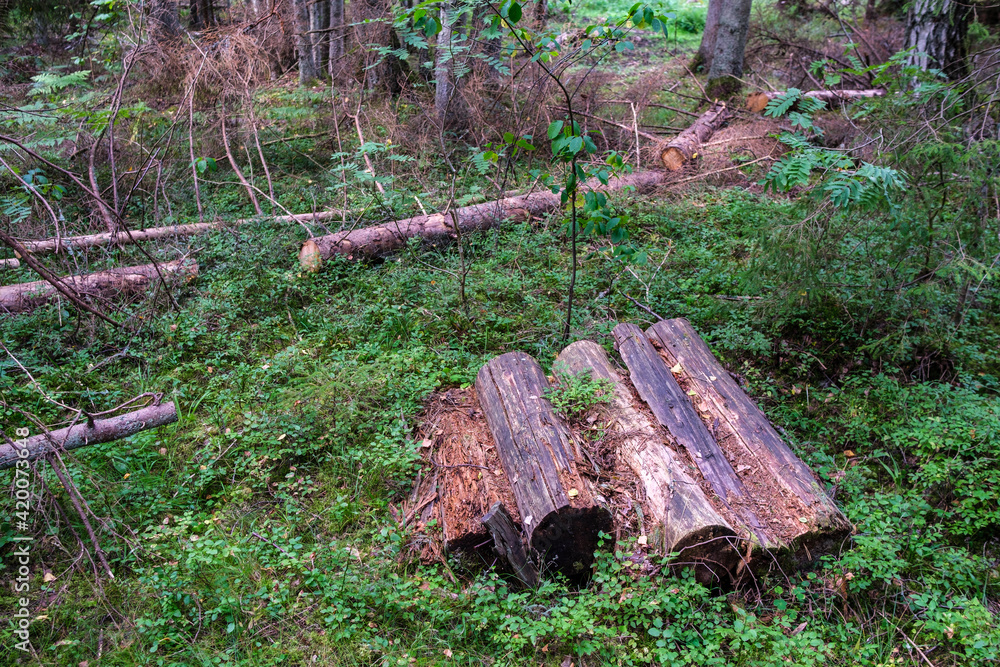 Fototapeta premium pile of old log wood in countryside