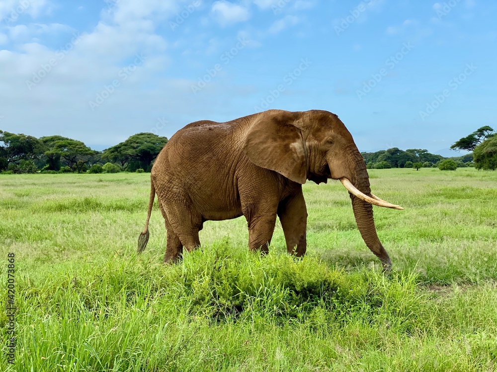 Fototapeta premium Elephant