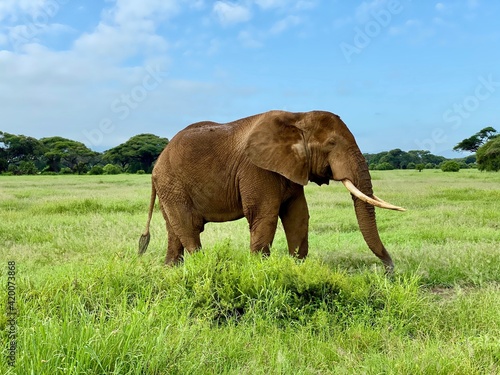 Elephant