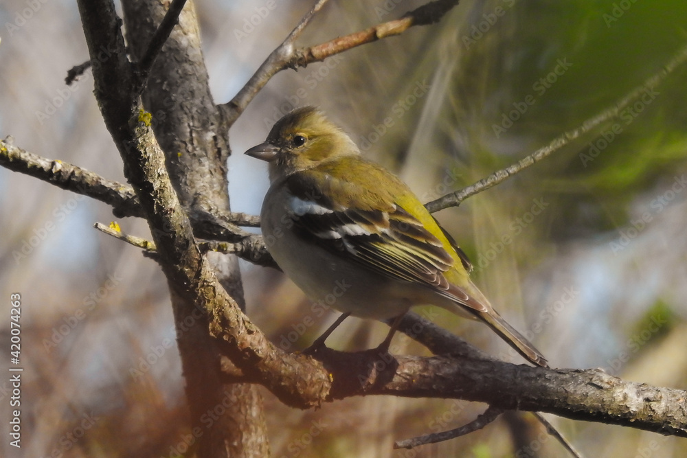 Fringuello (Fringilla coelebs) su ramo,primo piano Fringuello (Fringilla coelebs) su ramo,primo piano