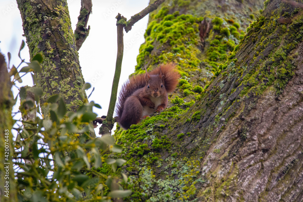 Obraz premium Red squirrel on a branch