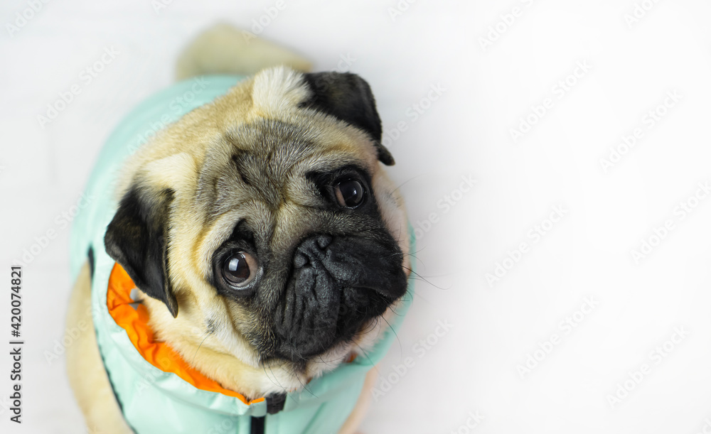 Pug dog in  mint clothes   looks  at the  camera  . Clothing  and goods  for animals  and advertising  concept .  Top view.