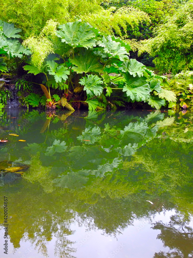 Green large leaves and others reflected in the water