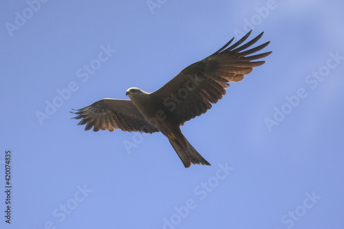 Nibbio bruno  Milvus migrans  in volo su sfondo cielo silhouette in primo piano