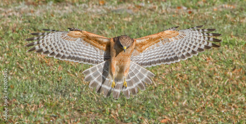 Red shouldered hawk Landing on prey in perfect light