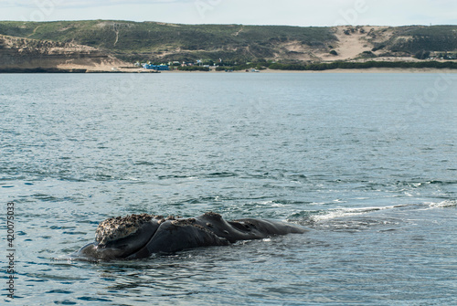 Sohutern right whales in the surface, endangered species, Patagonia,Argentina