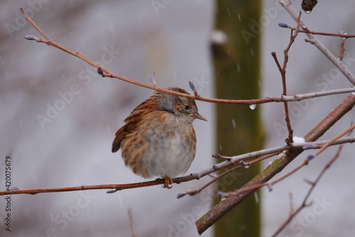 a dunnock sits on a branch when it is snowing Prunella modularis