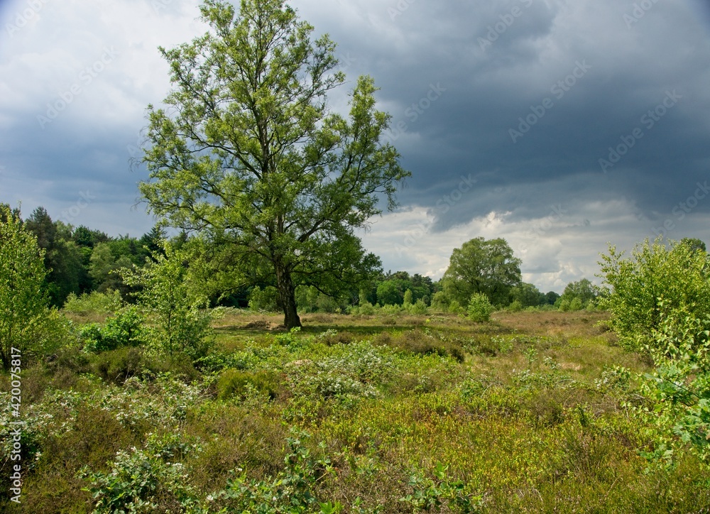 Nature reserve Wolfheze heath in the East of the Netherlands