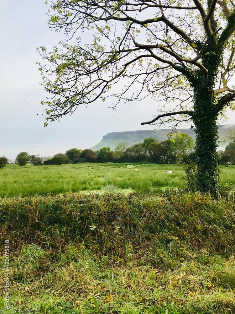 Obraz premium trees in the field