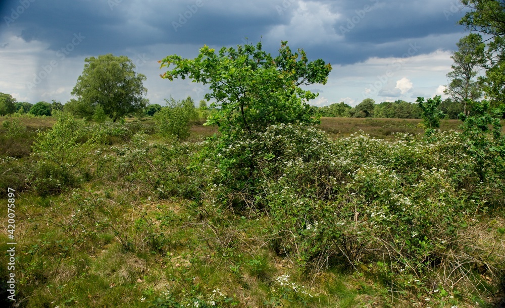 Nature reserve Wolfheze heath in the East of the Netherlands Nature reserve Wolfheze heath in the East of the Netherlands
