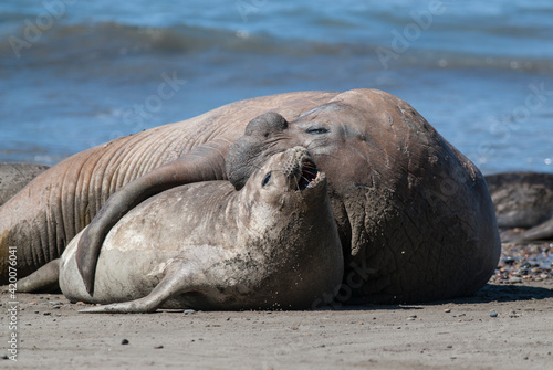 Elephant seal couple mating, Peninsula Valdes, Patagonia, Argentina