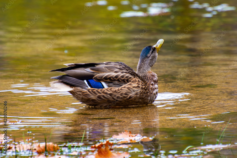 Obraz premium 上を向くカルガモ