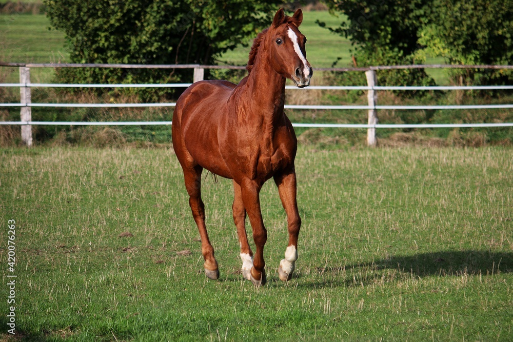 beautiful brown horse is running on the paddock beautiful brown horse is running on the paddock