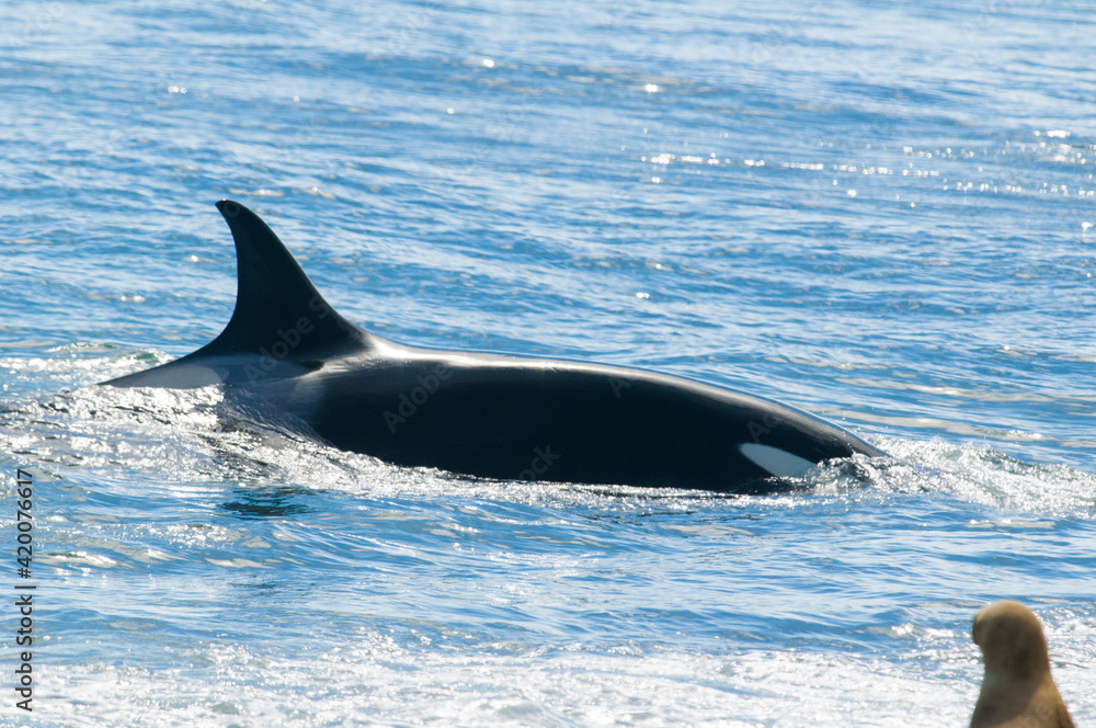 Fototapeta premium Killer whale hunting sea lions, Peninsula valdes, Patagonia Argentina