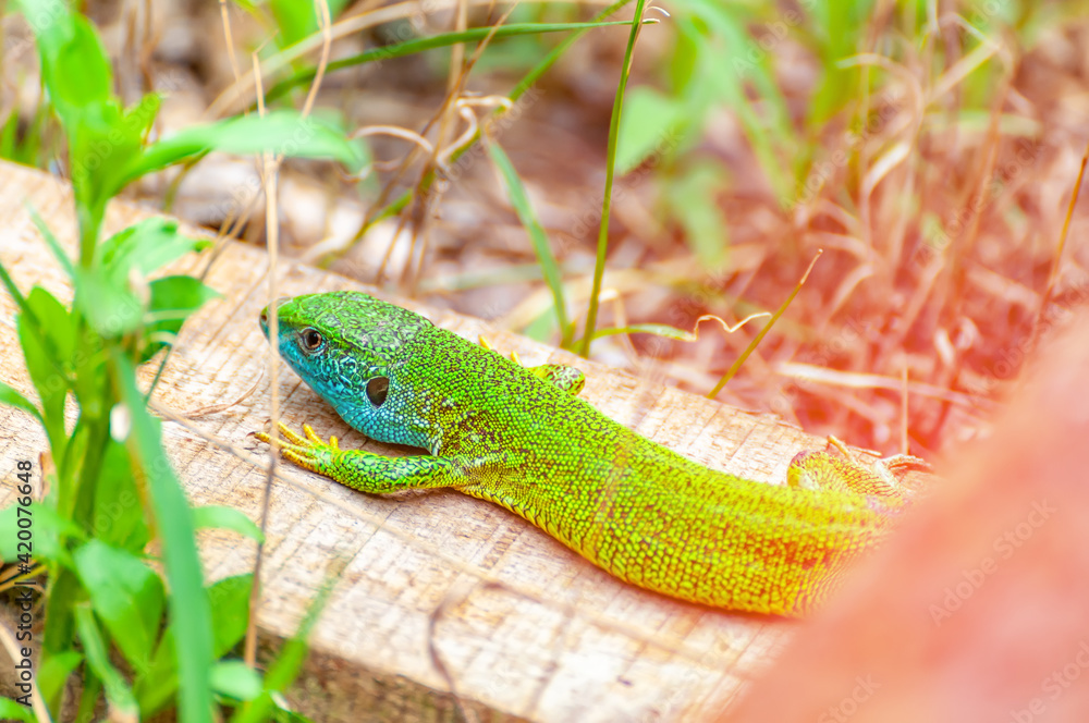 A green lizard is resting in the grass A green lizard is resting in the grass