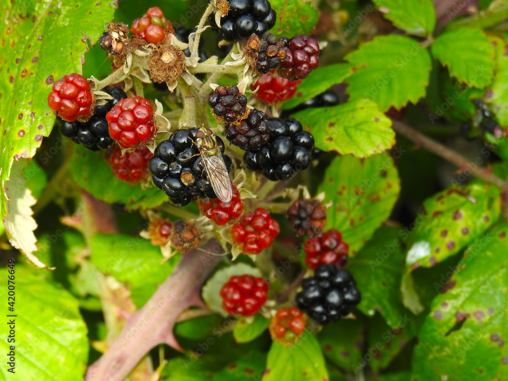Wild blackberries on a twig with an insect Wild blackberries on a twig with an insect