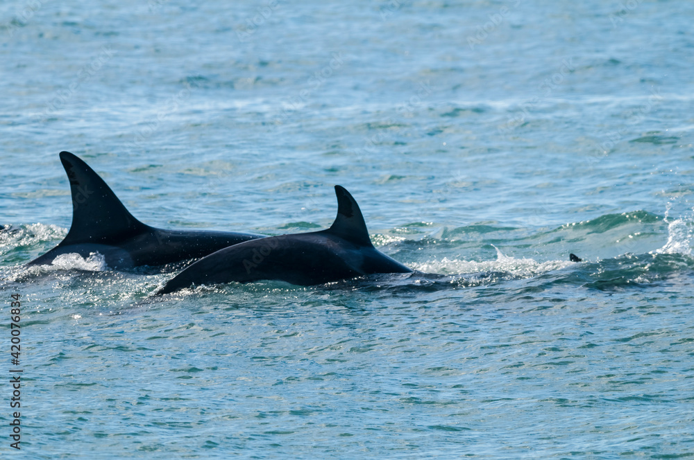 Fototapeta premium Killer whale hunting sea lions, Peninsula valdes, Patagonia Argentina