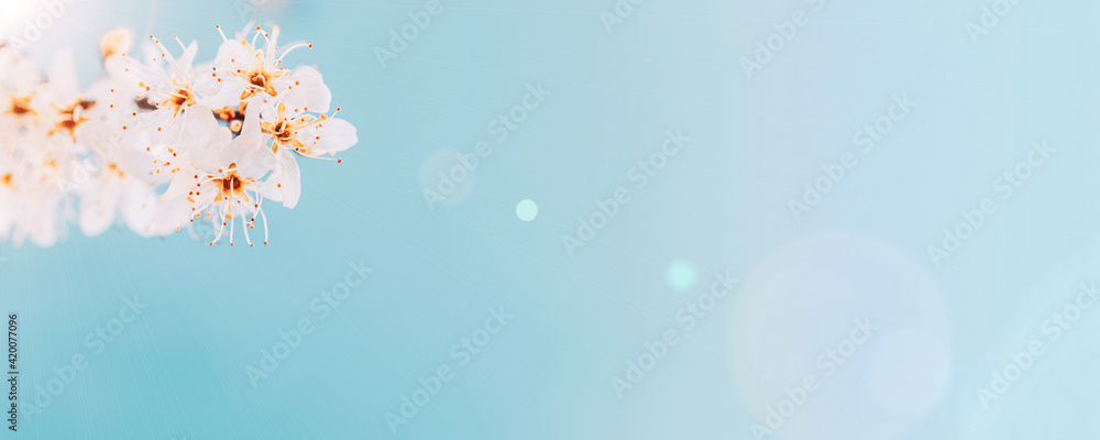 Sakura flower, spring blossom and April floral nature on blue background. Banner for 8 march, Happy Easter with place for text. Springtime concept for greeting cards with copy space. Sakura flower, spring blossom and April floral nature on blue background. Banner for 8 march, Happy Easter with place for text. Springtime concept for greeting cards with copy space.